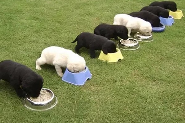 两个月的狗能吃磨牙棒吗，不建议吃