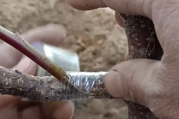 怎么种杏子，可以采用播种的方法栽培