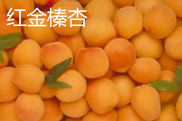 怎么种杏子，可以采用播种的方法栽培