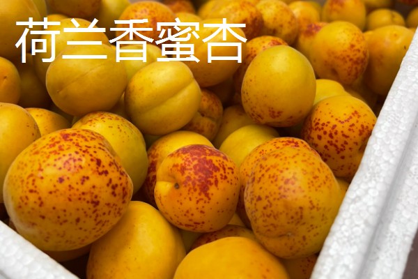 怎么种杏子，可以采用播种的方法栽培