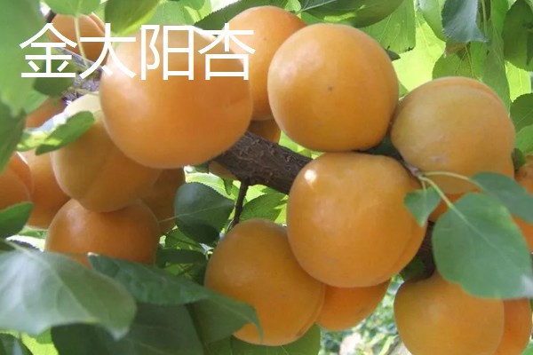 怎么种杏子，可以采用播种的方法栽培