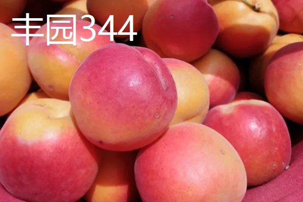 怎么种杏子，可以采用播种的方法栽培