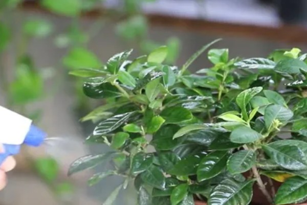 阿司匹林适用于哪些植物，适用于君子兰、康乃馨等