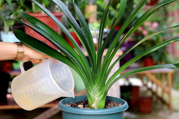 阿司匹林适用于哪些植物，适用于君子兰、康乃馨等