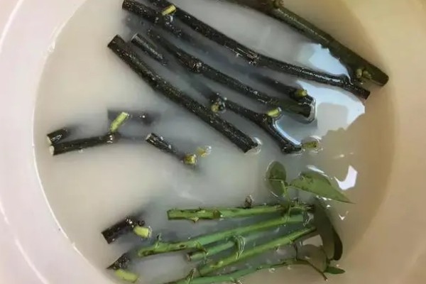阿司匹林适用于哪些植物，适用于君子兰、康乃馨等