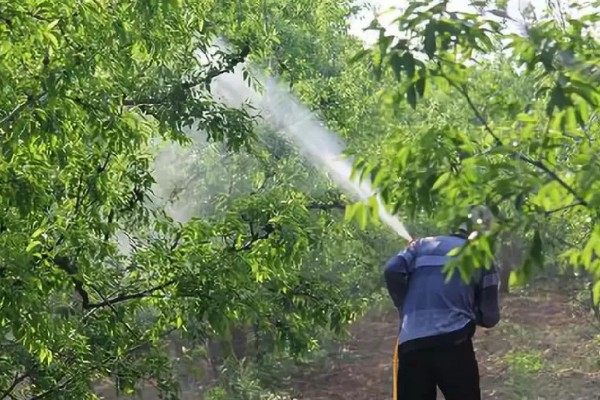 阿司匹林适用于哪些植物，适用于君子兰、康乃馨等