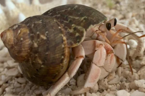 寄居蟹有什么生存本领，会根据自身的体型躲在大小适宜的贝壳中