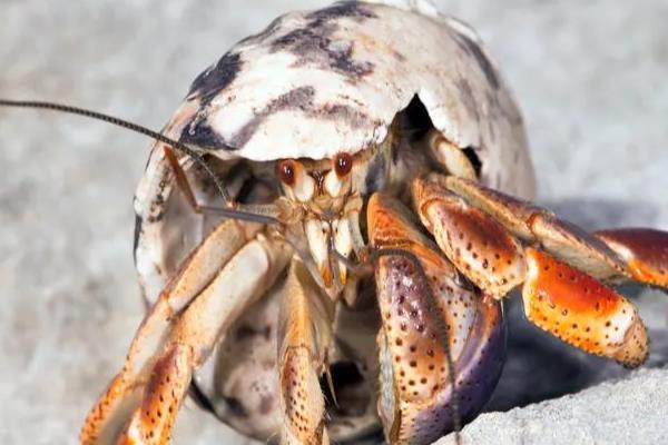 寄居蟹有什么生存本领，会根据自身的体型躲在大小适宜的贝壳中