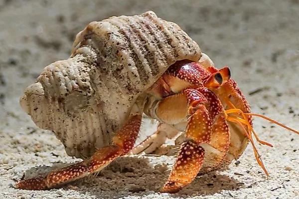 寄居蟹有什么生存本领，会根据自身的体型躲在大小适宜的贝壳中