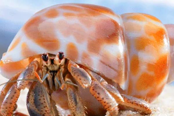 寄居蟹有什么生存本领，会根据自身的体型躲在大小适宜的贝壳中
