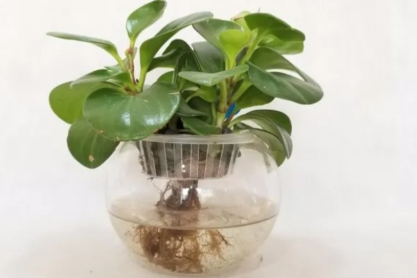 碧玉花花朵的形状，其形状呈现穗状