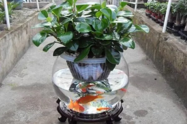 碧玉花花朵的形状，其形状呈现穗状