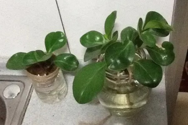 碧玉花花朵的形状，其形状呈现穗状