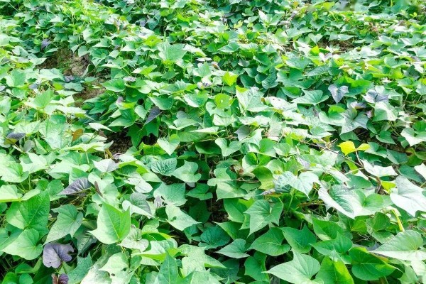 地瓜几月份种植，可以在4-5月份进行栽种