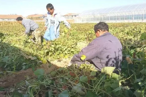 地瓜几月份种植，可以在4-5月份进行栽种