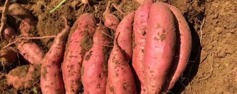 血管地瓜的简介，具有高产稳产、不怕旱等特点