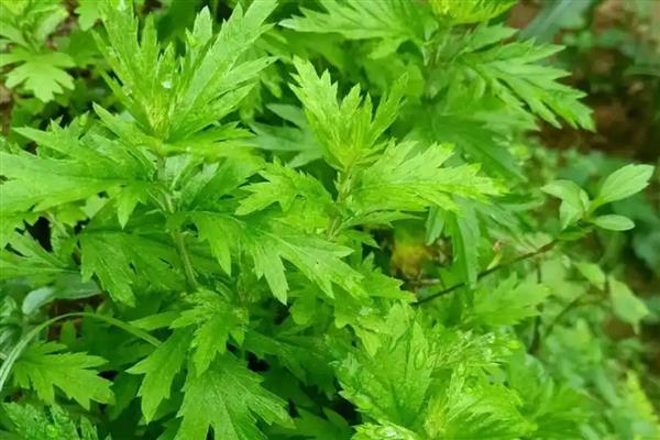 艾草是什么植物，是多年生长的小型灌木类植物
