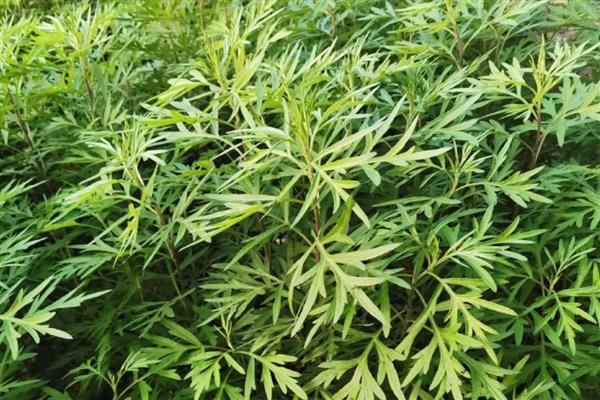 艾草是什么植物，是多年生长的小型灌木类植物