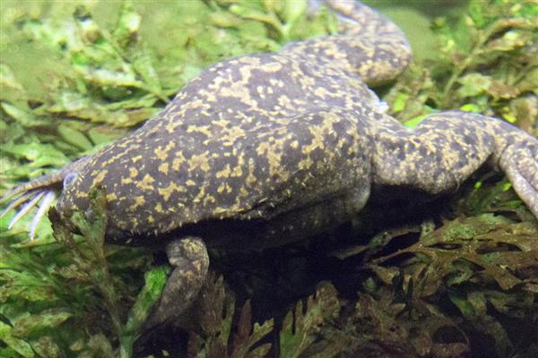 非洲爪蟾简介,是南非的一种水生蛙类