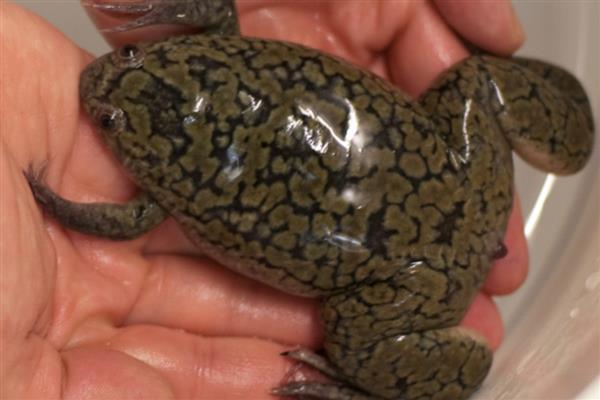 非洲爪蟾简介,是南非的一种水生蛙类