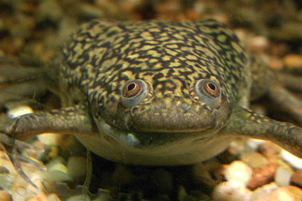 非洲爪蟾简介,是南非的一种水生蛙类