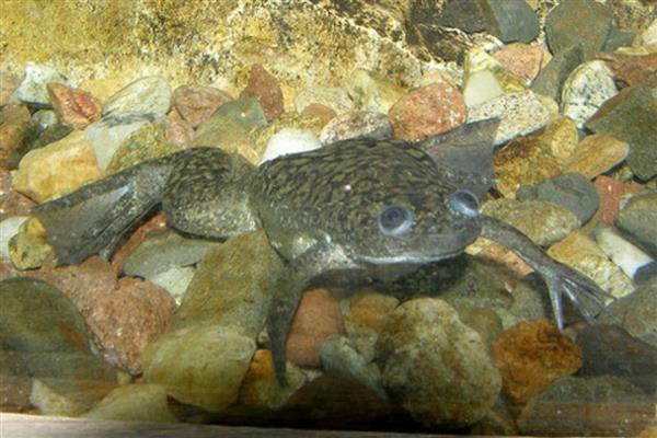 非洲爪蟾简介,是南非的一种水生蛙类