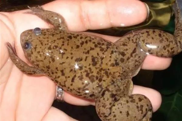 非洲爪蟾简介,是南非的一种水生蛙类