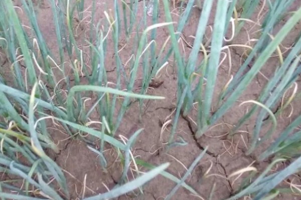 葱苗发黄干尖怎么处理,需调节土质并及时补水