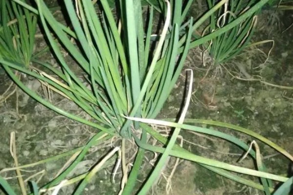 葱苗发黄干尖怎么处理,需调节土质并及时补水