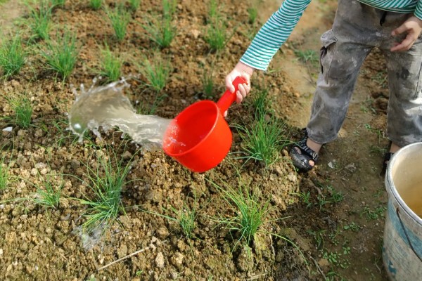 葱苗发黄干尖怎么处理,需调节土质并及时补水