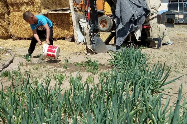 葱苗发黄干尖怎么处理,需调节土质并及时补水