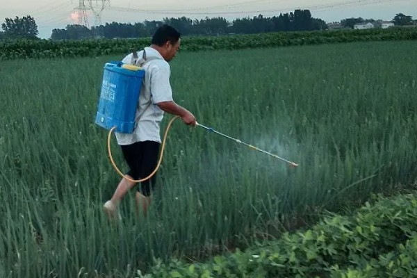 葱苗发黄干尖怎么处理,需调节土质并及时补水