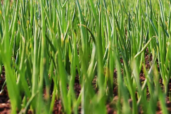 葱苗发黄干尖怎么处理,需调节土质并及时补水