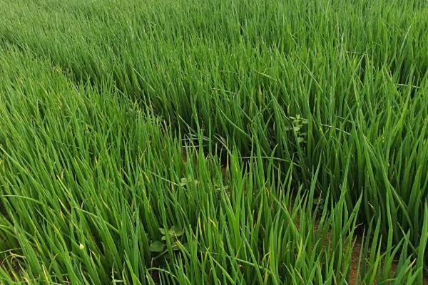 葱苗发黄干尖怎么处理,需调节土质并及时补水