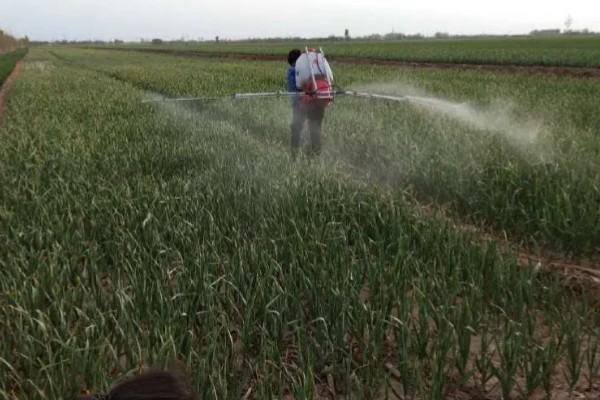 葱苗发黄干尖怎么处理,需调节土质并及时补水