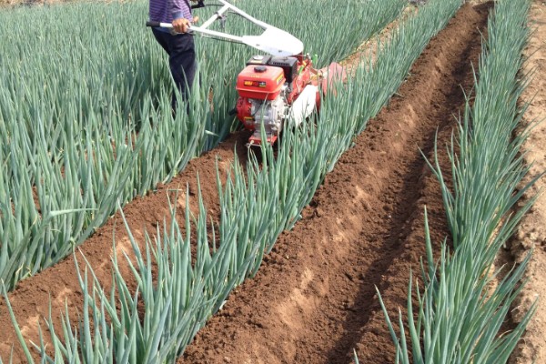 葱苗发黄干尖怎么处理,需调节土质并及时补水
