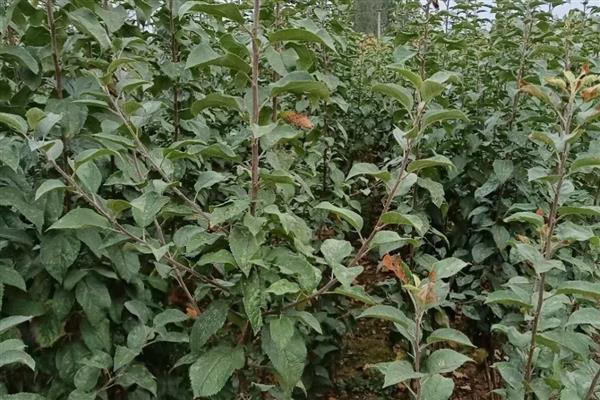 红肉苹果苗的种植方法，定植后要确保土壤的湿润