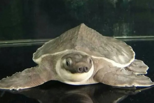 猪鼻龟是龟还是鳖,属于龟类