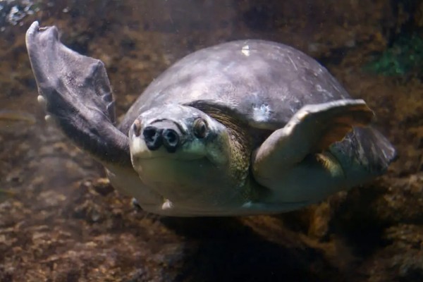 猪鼻龟是龟还是鳖,属于龟类