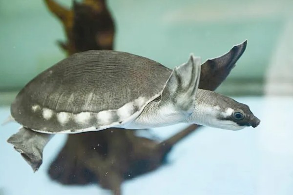 猪鼻龟是龟还是鳖,属于龟类