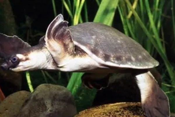 猪鼻龟是龟还是鳖,属于龟类