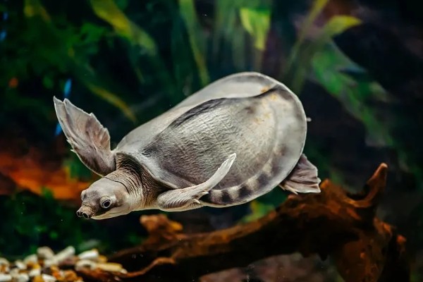 猪鼻龟是龟还是鳖,属于龟类