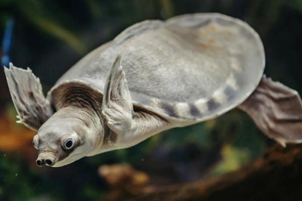 猪鼻龟是龟还是鳖,属于龟类