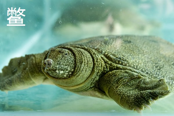 猪鼻龟是龟还是鳖,属于龟类