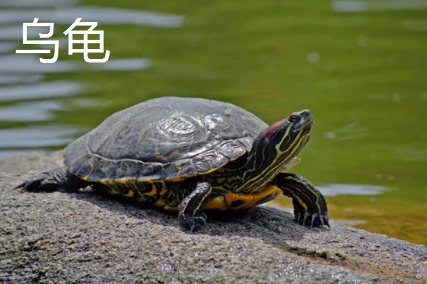 猪鼻龟是龟还是鳖,属于龟类