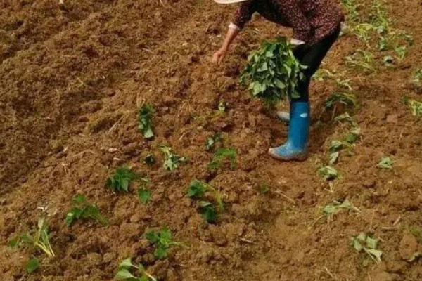 地瓜几月份种植，可以在4-5月份进行栽种
