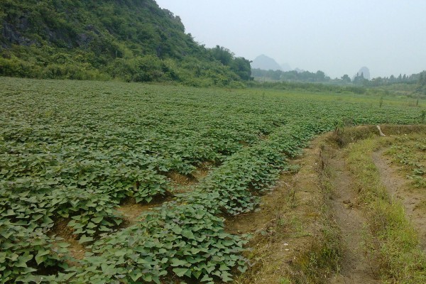 地瓜几月份种植，可以在4-5月份进行栽种