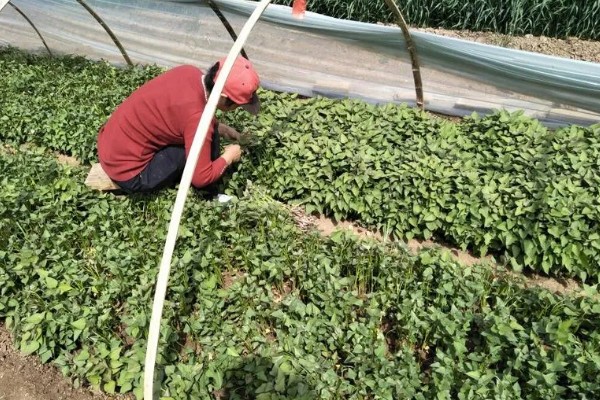 地瓜几月份种植，可以在4-5月份进行栽种