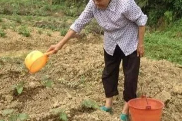 地瓜几月份种植，可以在4-5月份进行栽种