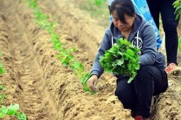 地瓜几月份种植，可以在4-5月份进行栽种